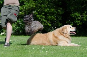 dog-trick-750630_960_720