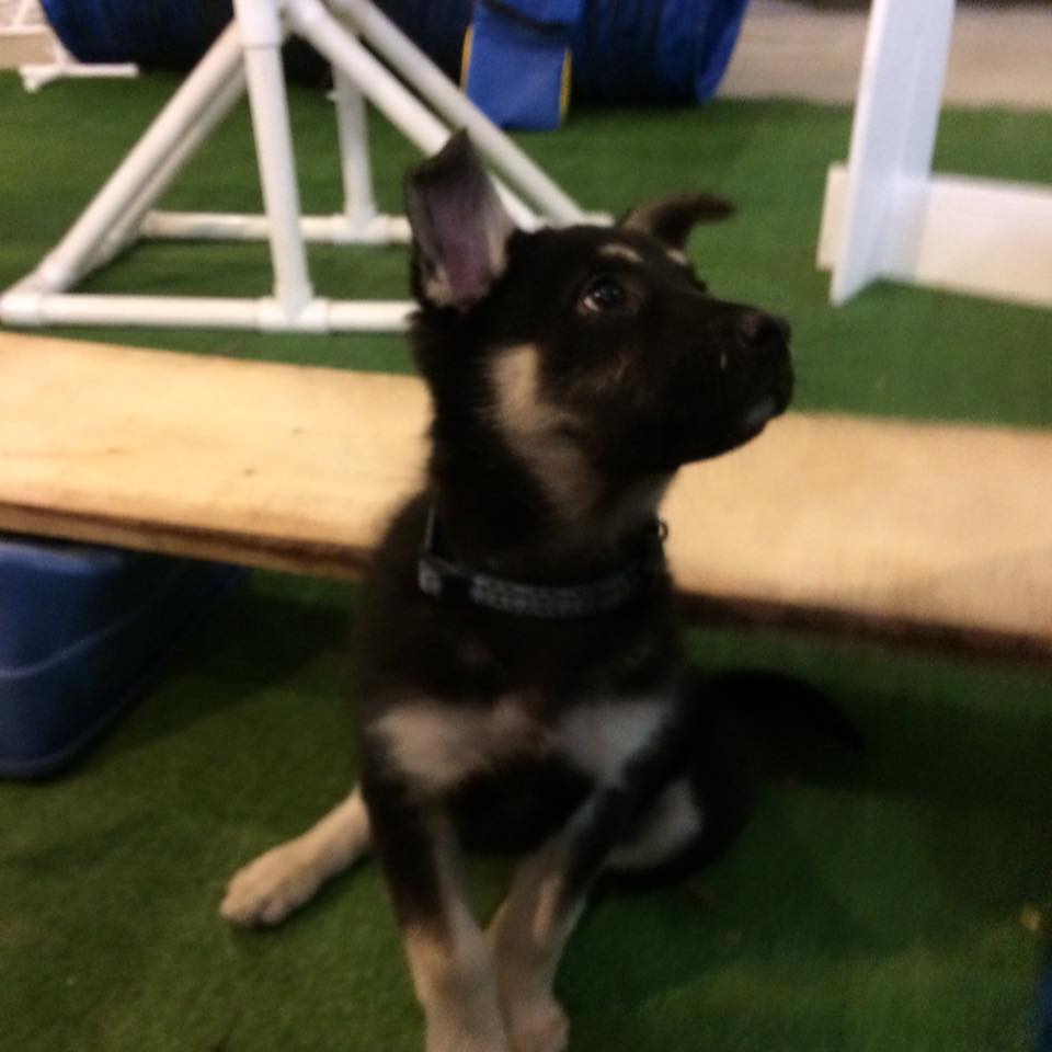 Obnoxious dog best sale