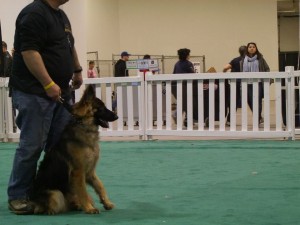 scent Detection Black Ridge Harley, 10 Months Old