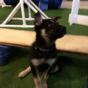 Deference Dog Behavior