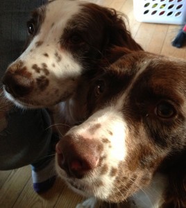 Positive-Dog-Training