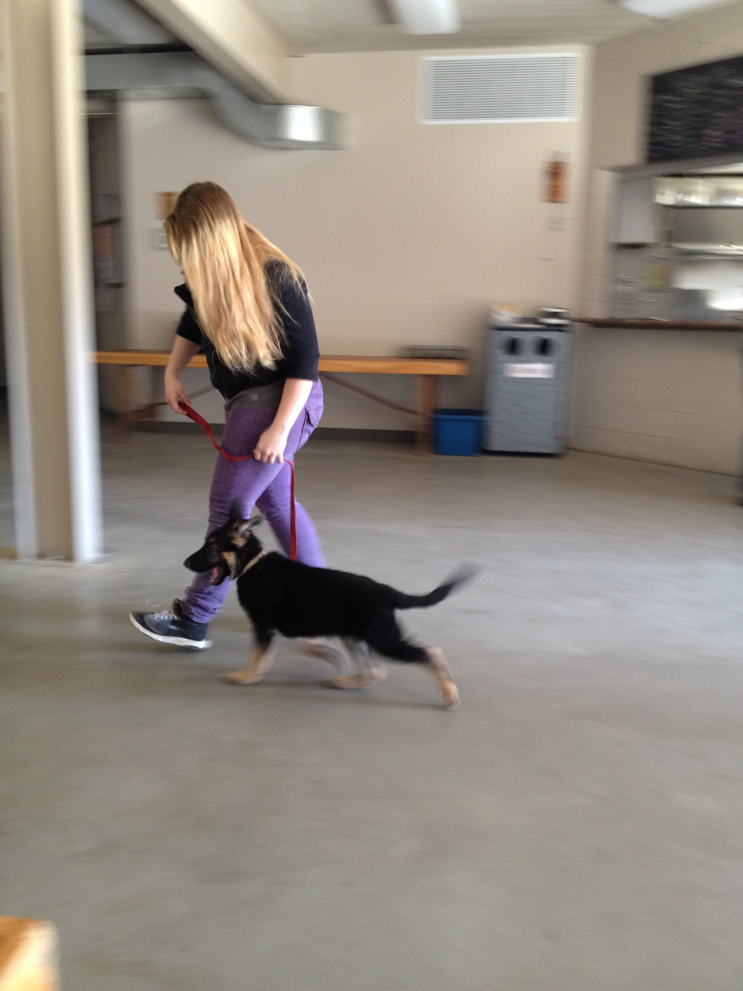 training a puppy to heel
