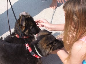 puppy socialization