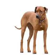 dog-220405__180