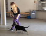 puppy training