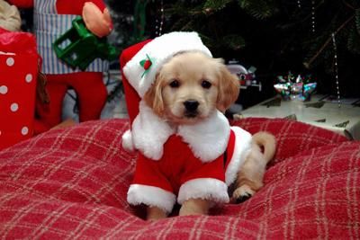 Giving a Puppy as a Gift: the Right Way to Do Christmas Puppies