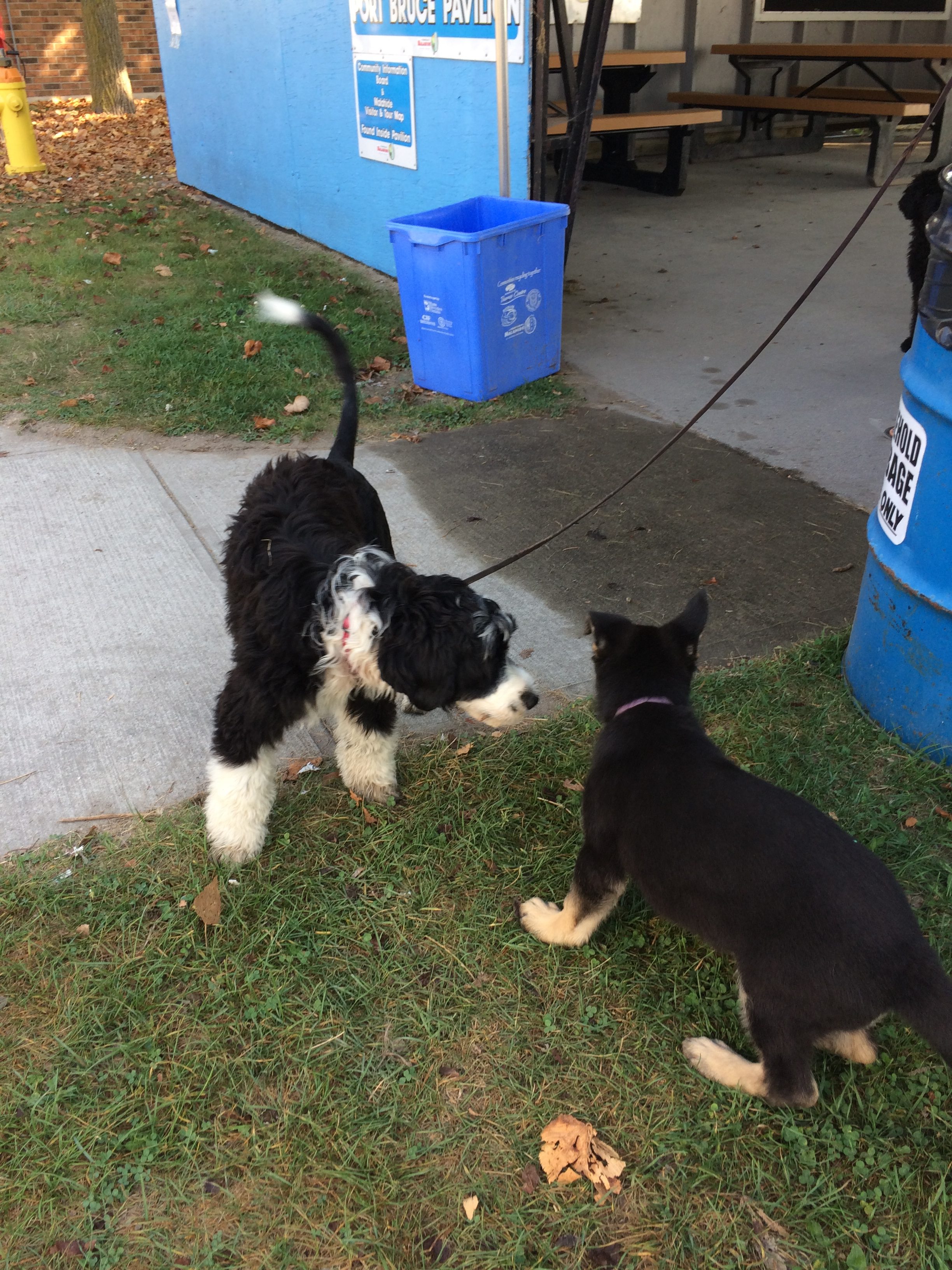 Puppy Life Skills 1 Imprinting Behavior